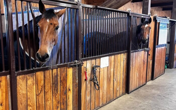 Horse Show Training In FL And Wellington Horse Boarding Center