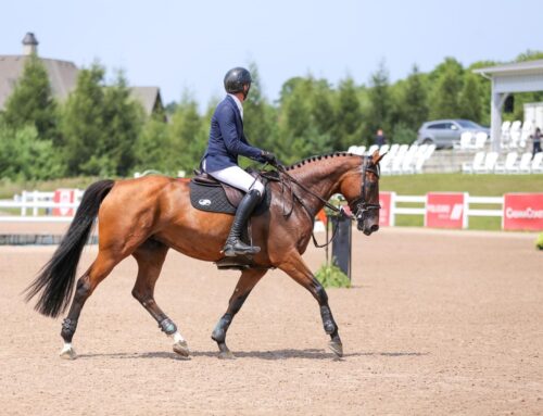 Why Is Leasing An Equitation Horse A Smart Choice For Amateur Riders?