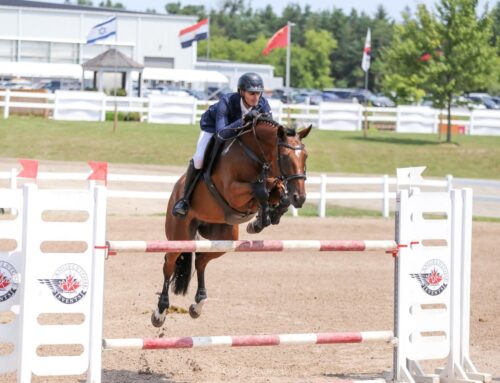 What Are The Key Ground Manners Every Horse Should Learn?