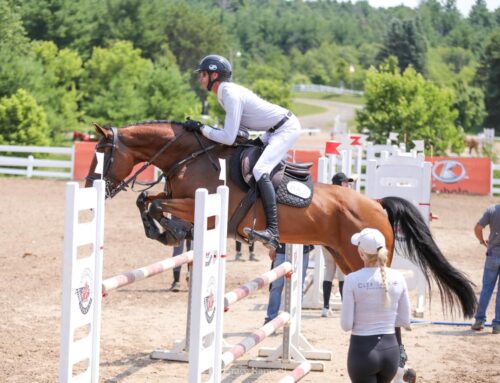 The Performance Potential Of Showjumping Horses For Sale!