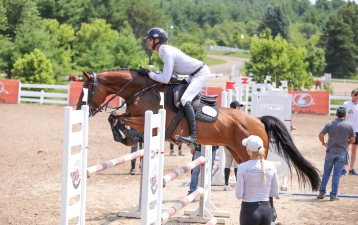 Showjumping Horses For Sale